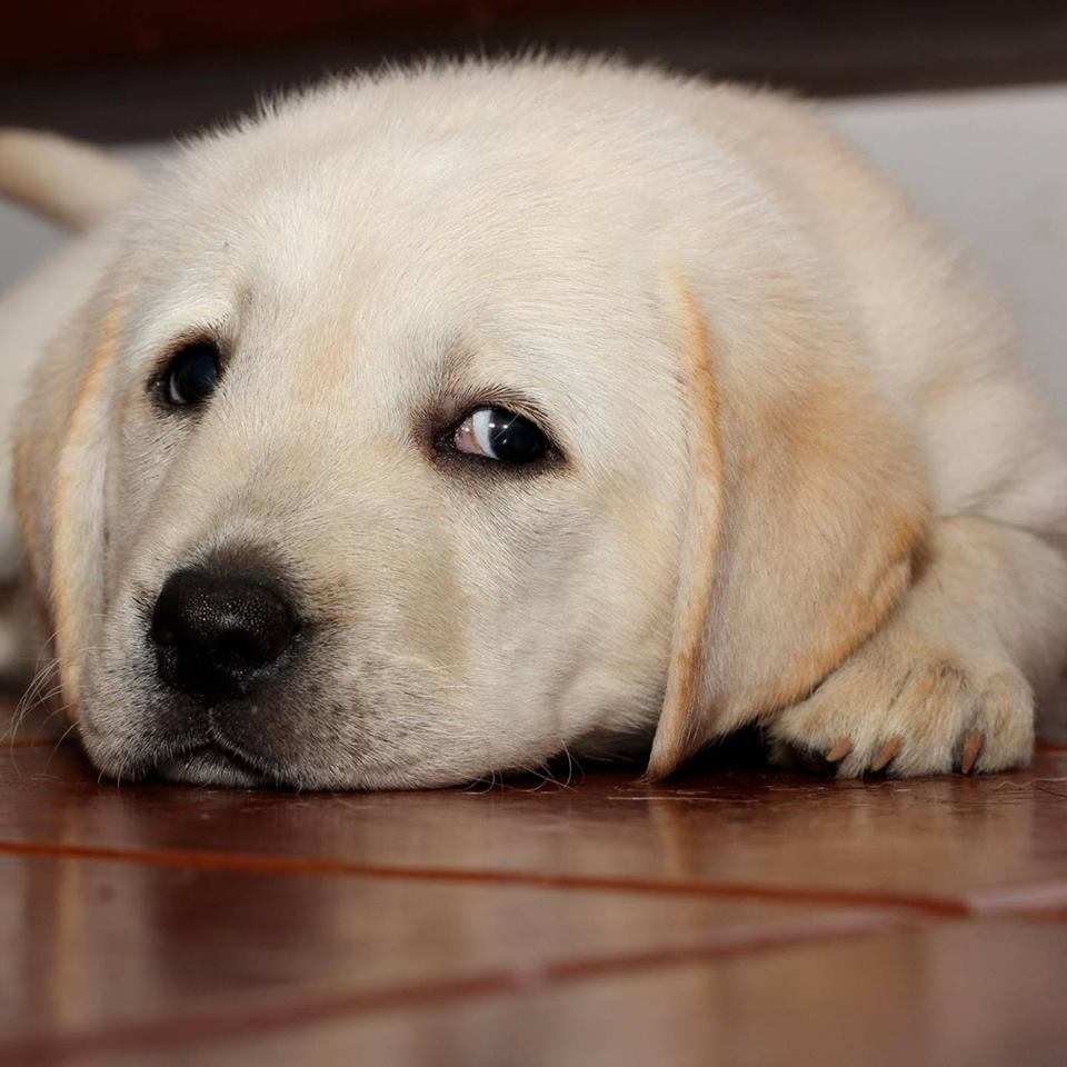puppy for sale Labrador retriever