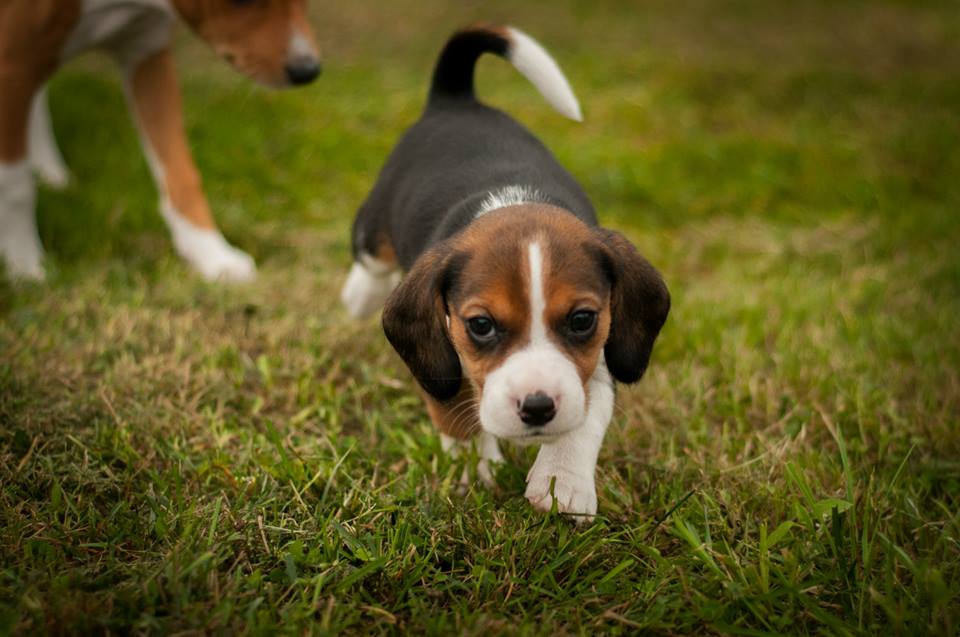 Beagle breeder for sale