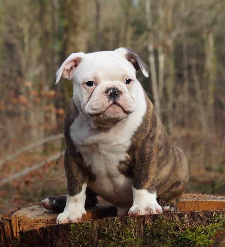 Pup for sale english bulldog