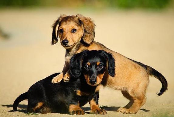 Buy a mini dachshund