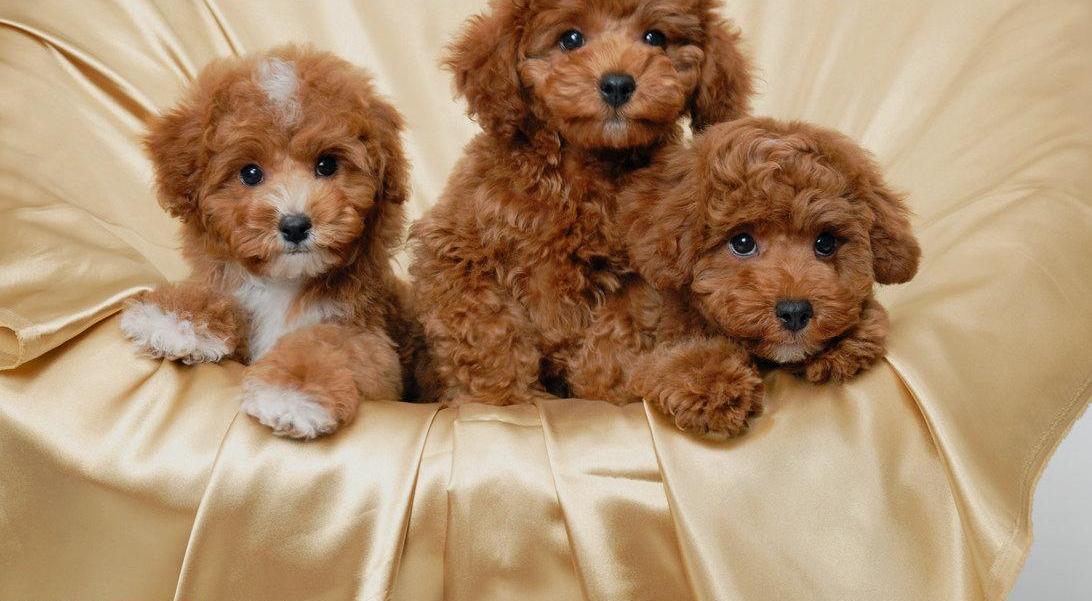 Kc Reg Toy Poodle Puppies