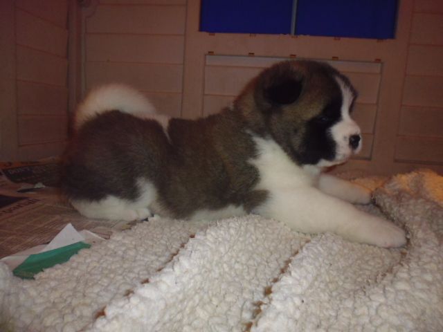 Quality Male and Female  Akita Puppy′s