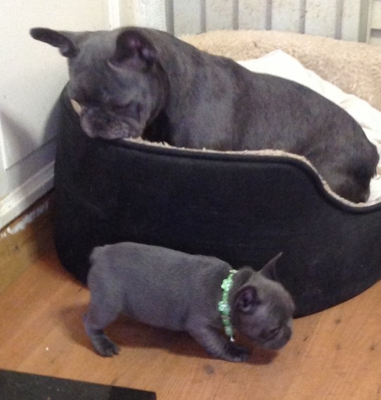 male and female french bull dog for adoption 