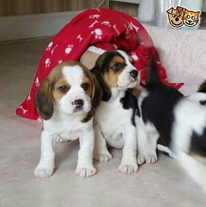 Beautiful Beagle Puppies 2 Boys 2 Girls Available
