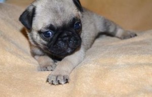 Afectionate Pug Puppies for Free