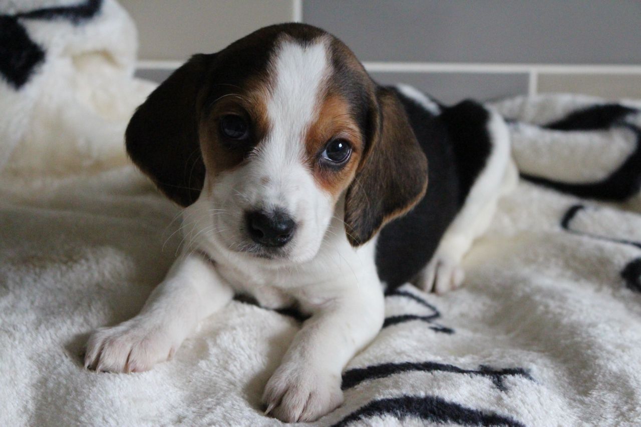 Home Bred Pocket Beagles Puppies