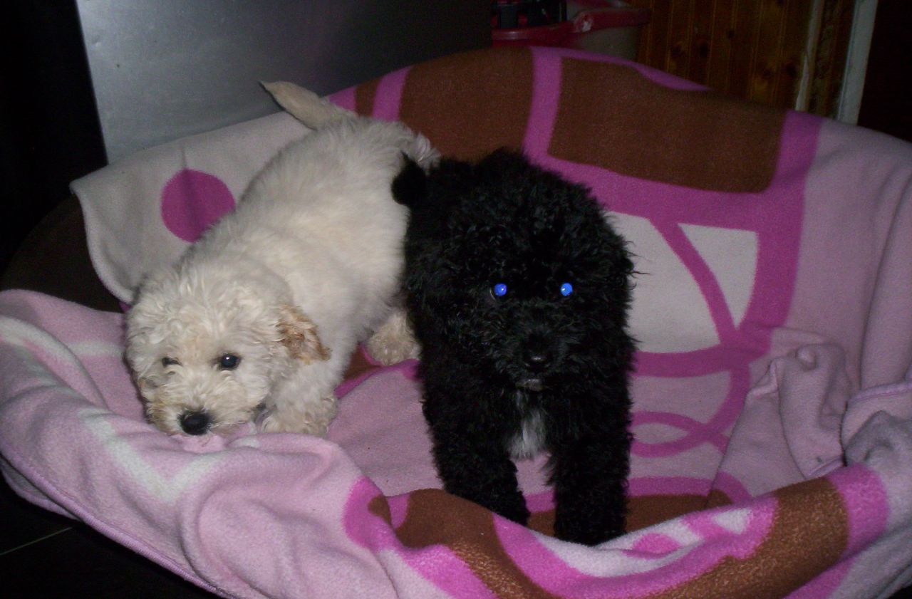 Bichon Frise Puppies For Free Adoption..