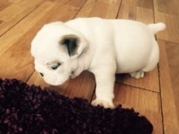 Healthy white bulldogs available