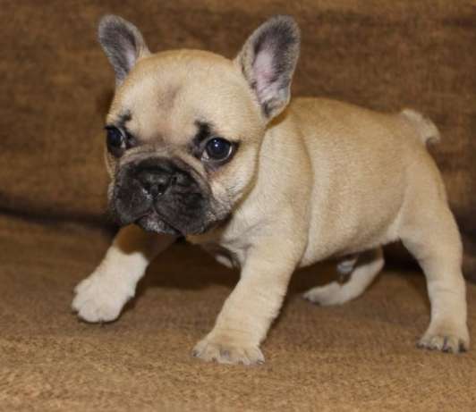  FRENCHIE FOR SALE PUPPIES 