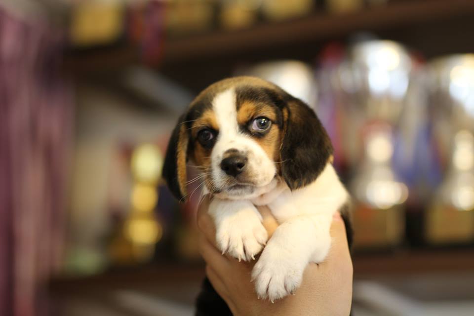 Beagles Puppies for sale