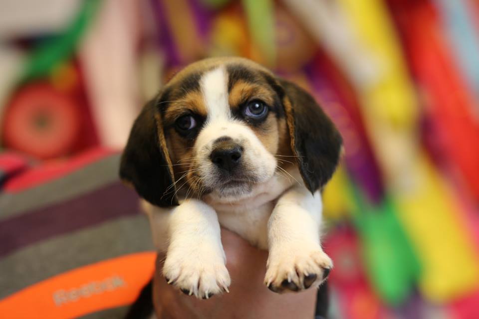 Puppies Beagle