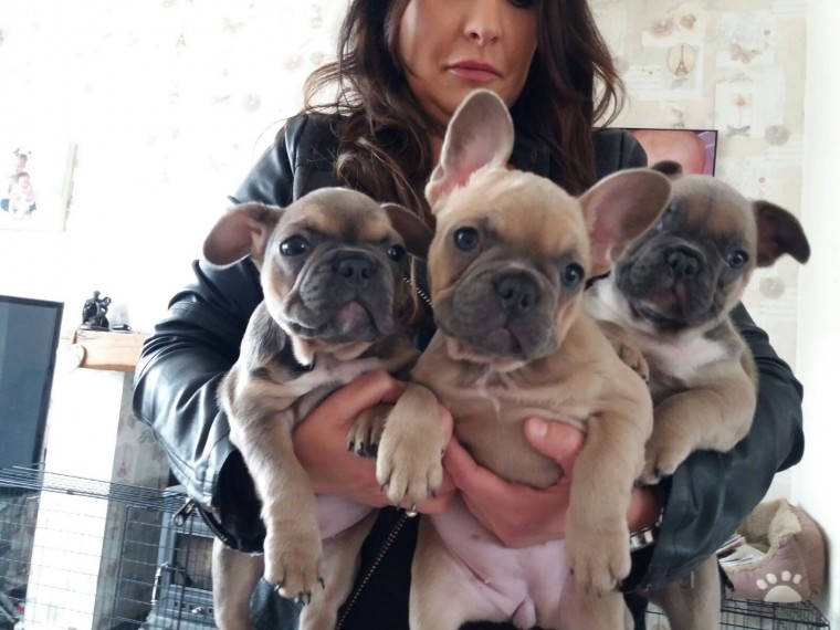 3 Beautiful Kc Registered French Bulldog Puppies