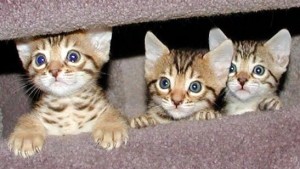 Bengal kittens BREEDERS