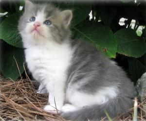 cute and beautiful blue point persian kitten for adoption