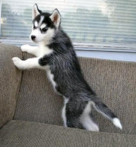 Potty Trained Male and Female Siberian Husky puppies for sale