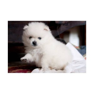 Best Looking White Poomeranian Puppies