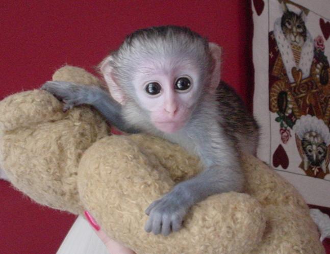 Lovely Capuchin monkeys for re homing