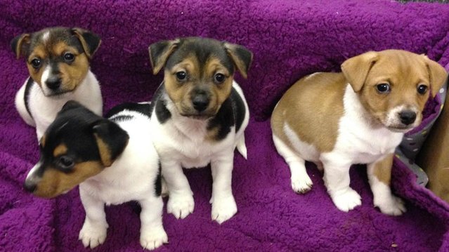 Pure bred jack russell puppies