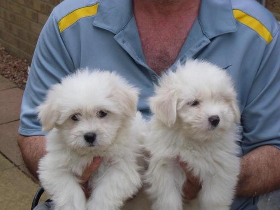 Pedigree Maltese Terrier Puppies