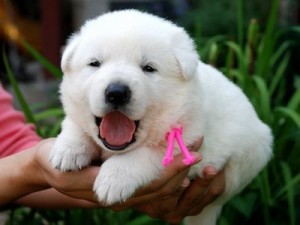 White Swiss Shepherd Puppies For Sale