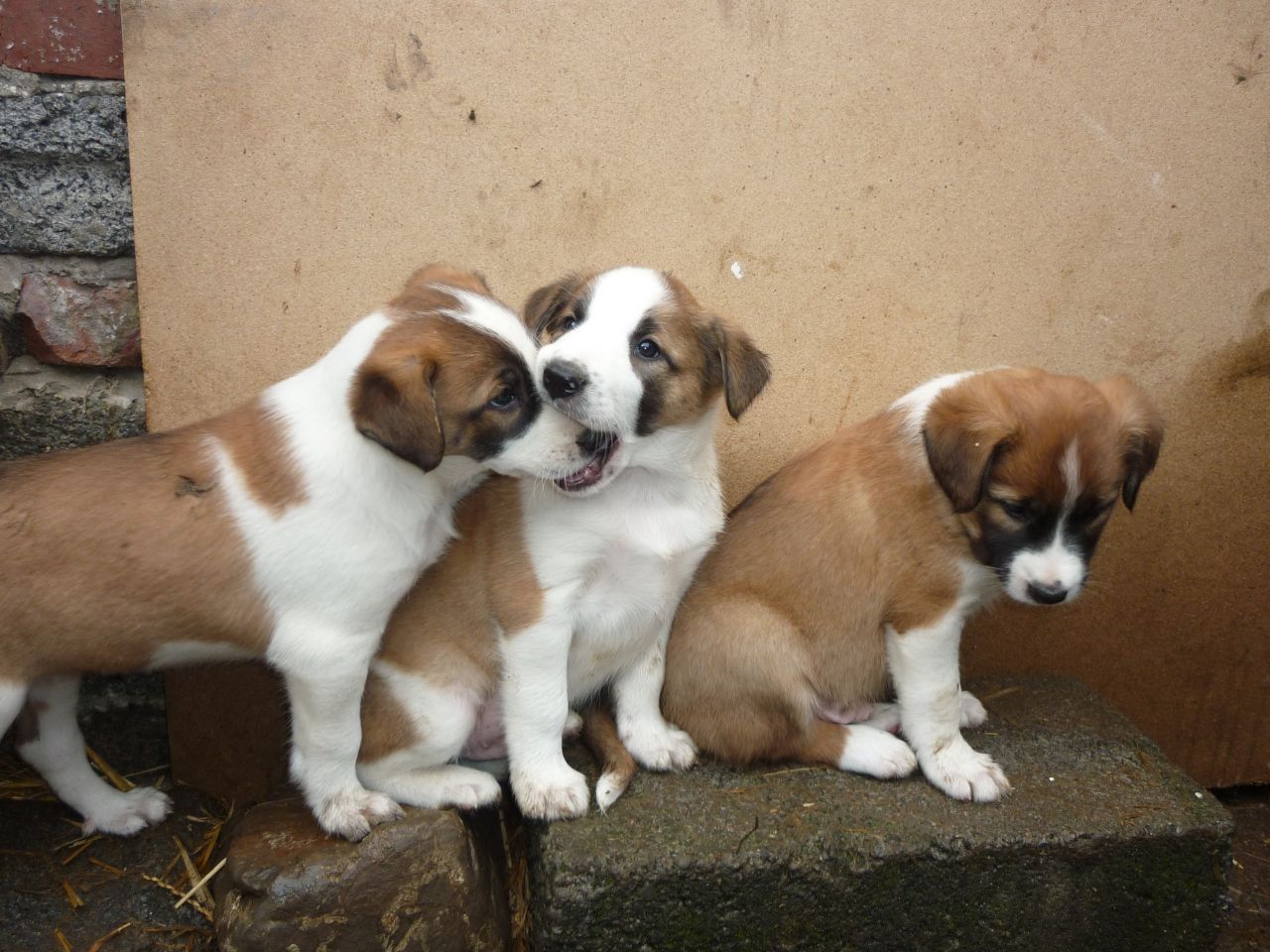 Beautiful Welsh Collie puppies For Sale