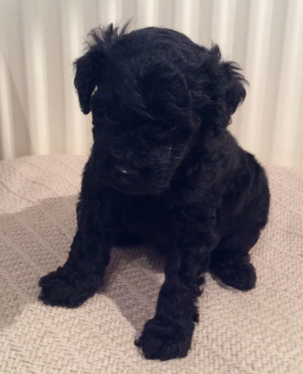 Cute Toy Poodle Puppies For Sale