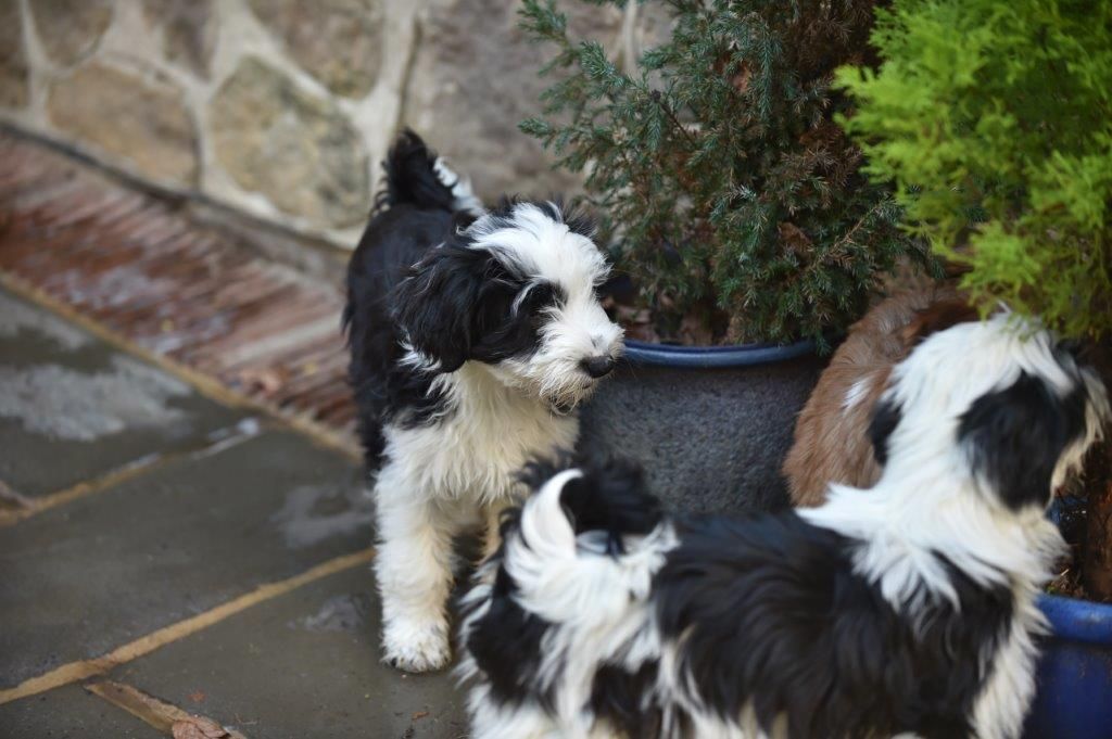 Beautiful Tibetan Terrier Puppies For Sale
