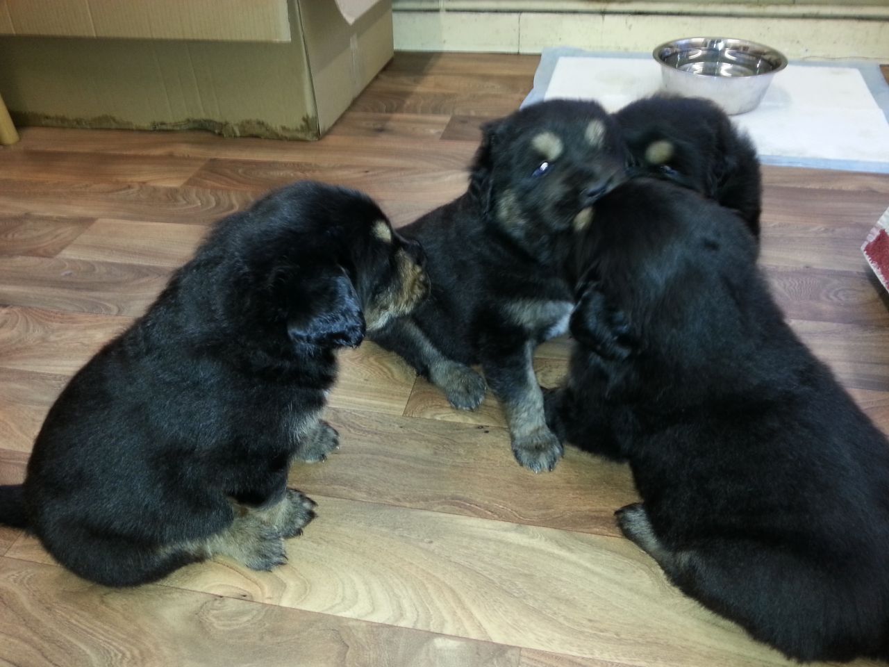 Beautiful Chunky Tibetan Mastiff Puppies For Sale
