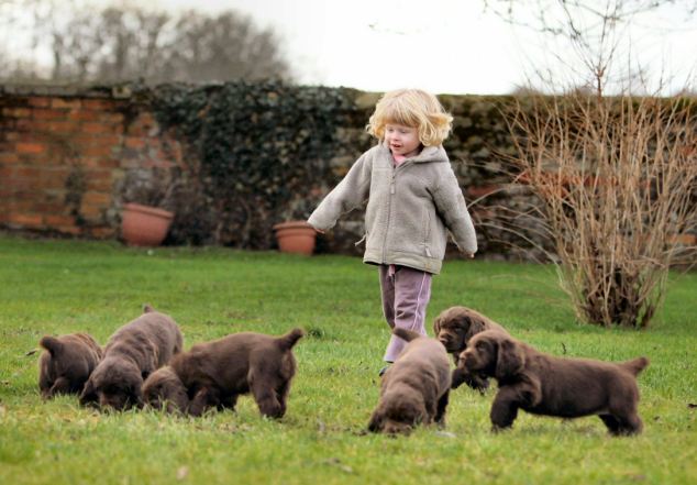 Beautiful Chunky Sussex Spaniel Puppies For Sale