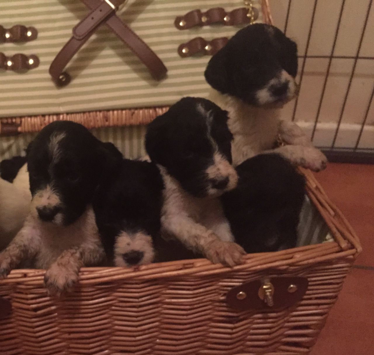 Sproodle Puppies Looking for a Home this Val′s Day