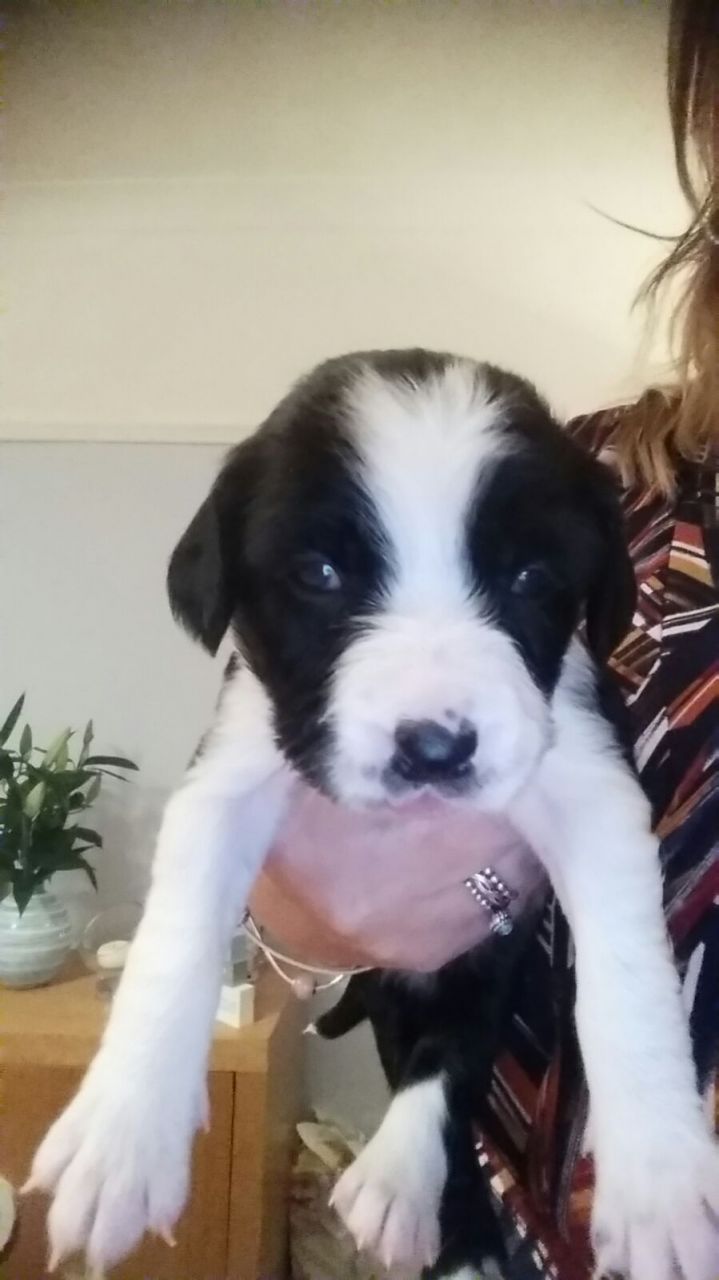 Sprollie Puppy Available Looking for a Home this Val′s Day