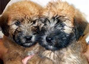 Soft Coated Wheaten Terrier Puppies for sale