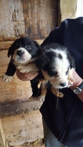 Collie Sheepdog Puppies for sale