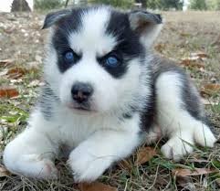 Beautiful Blue Eyes Chunky Siberian Husky Puppies for sale