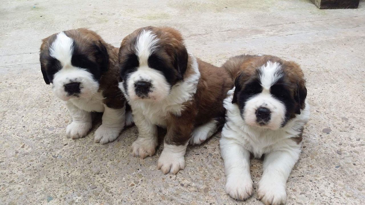 Kc Registered St Bernard Puppies For Sale