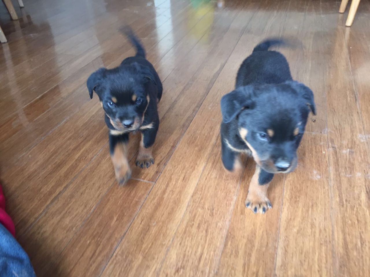 4 Chunky Female and male Rottweiler Puppies Ready Now