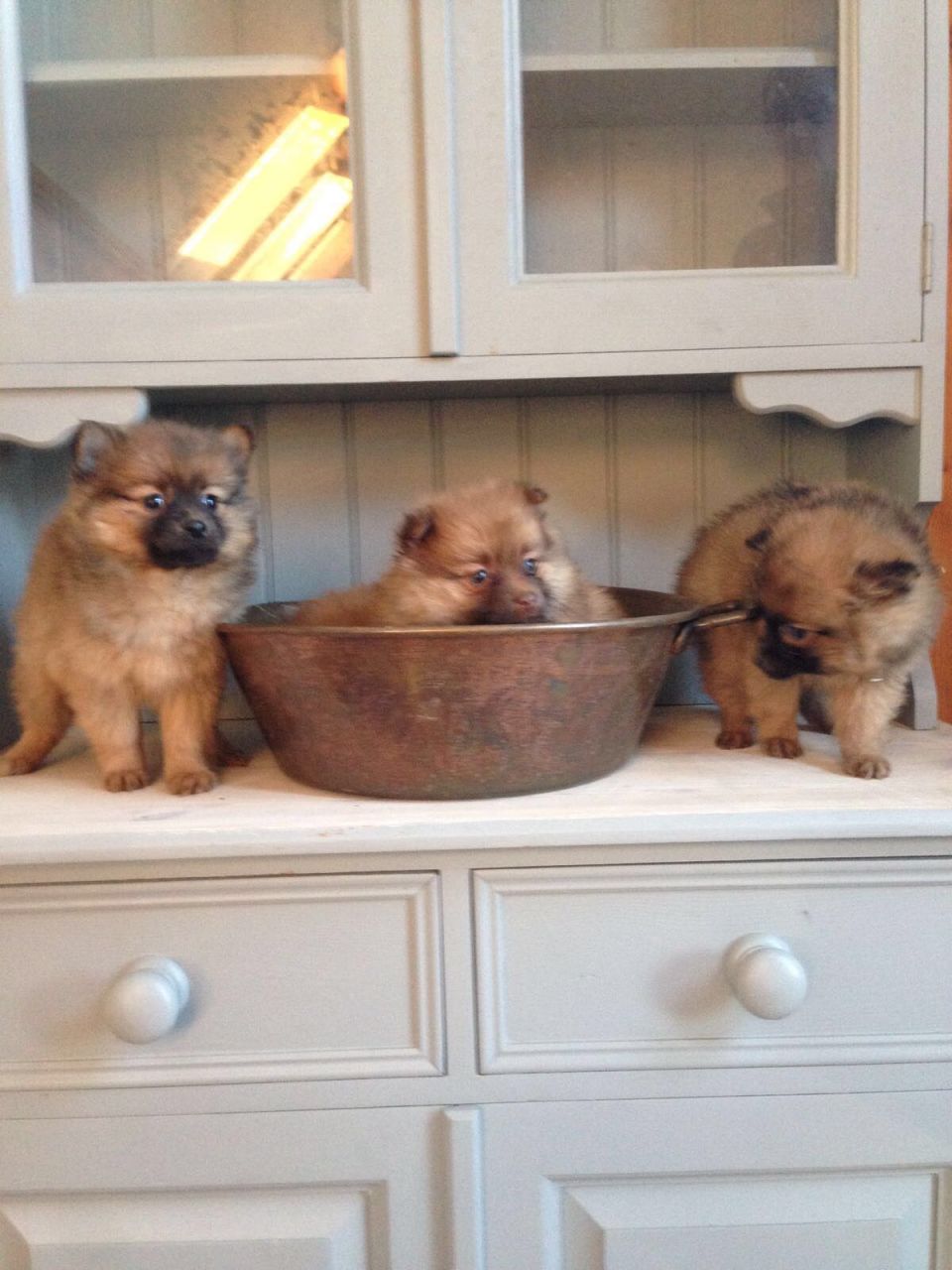 Beautiful Stunning Pomeranian Puppies For Sale