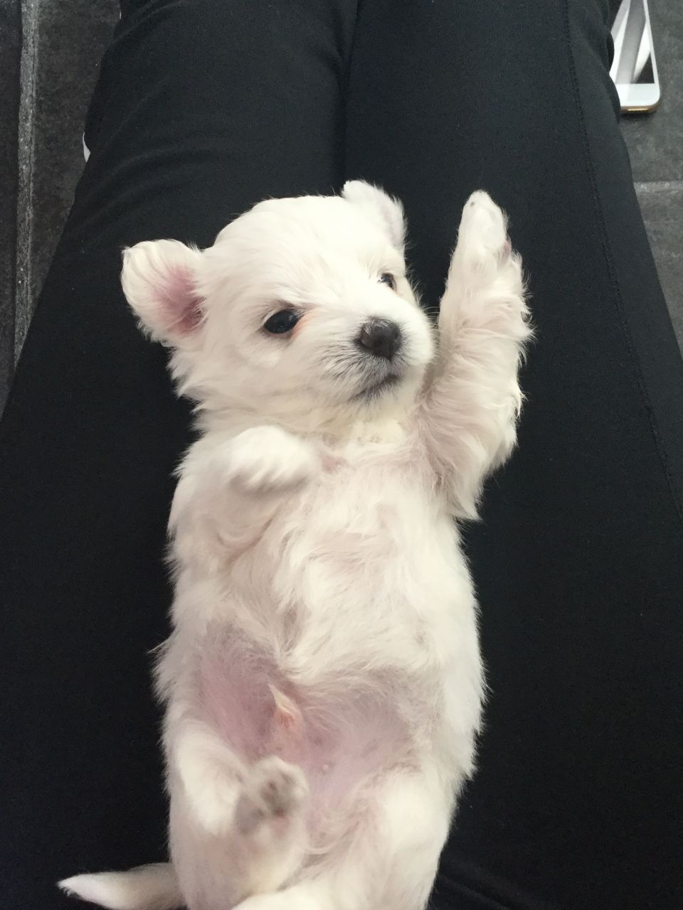 Beautiful and Adorable Maltese Puppies For Sale