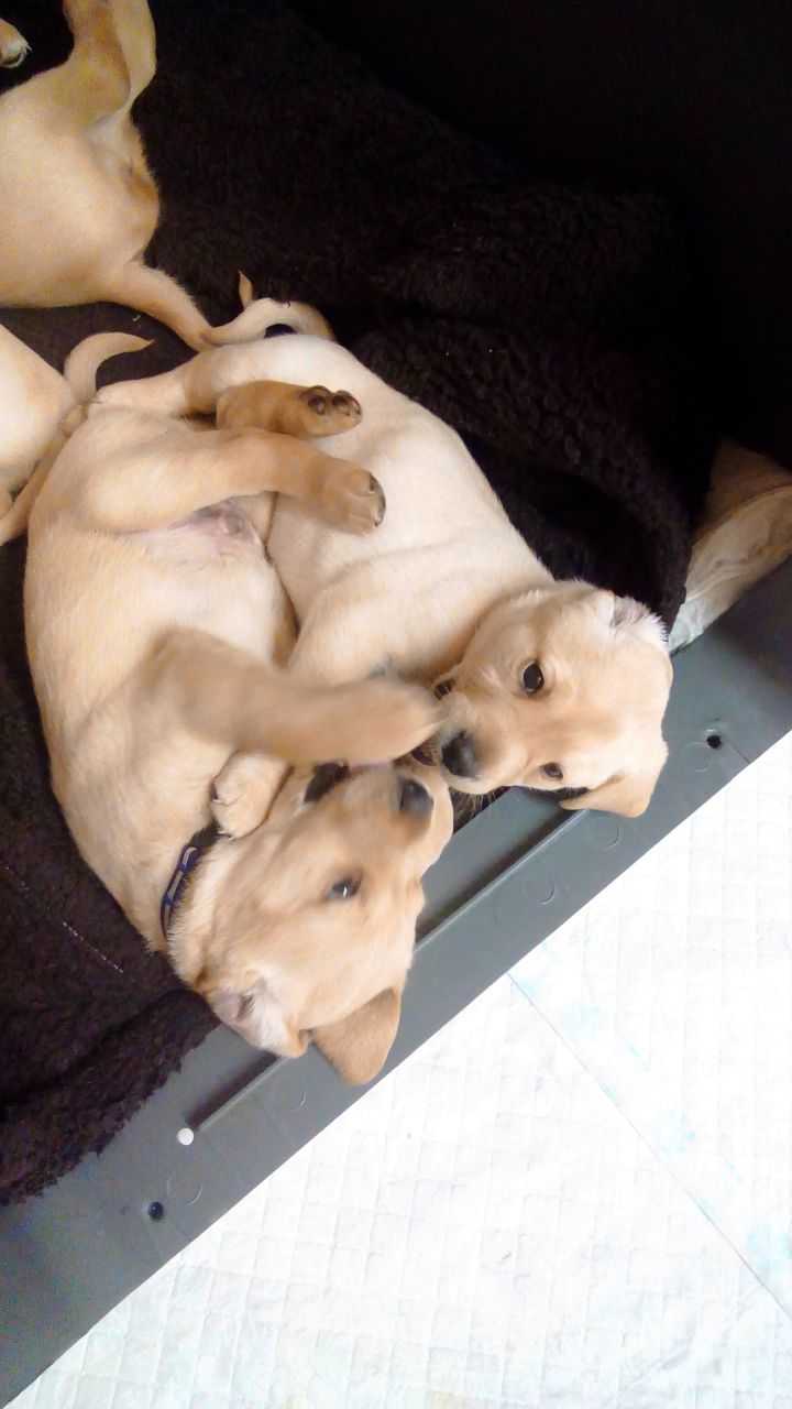 Beautiful Labrador Puppies Puppies For Sale