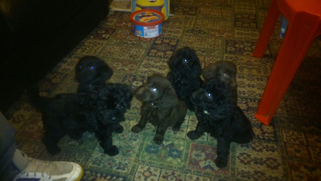 Only 6 Beautiful Labradoodle Puppies Left For Sale