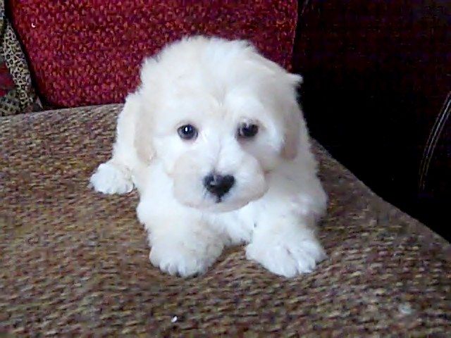 Stunning Pure Havanese Puppies for sale