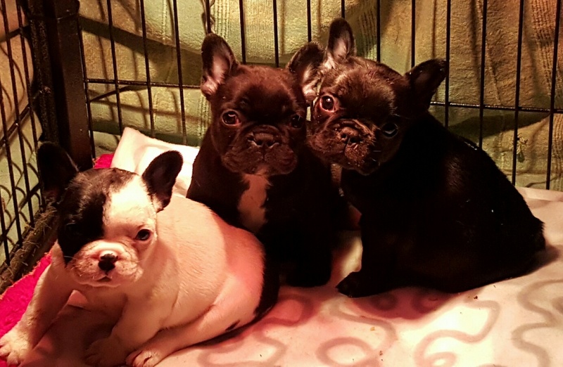 Adorable French Bulldog Pupppies for sale