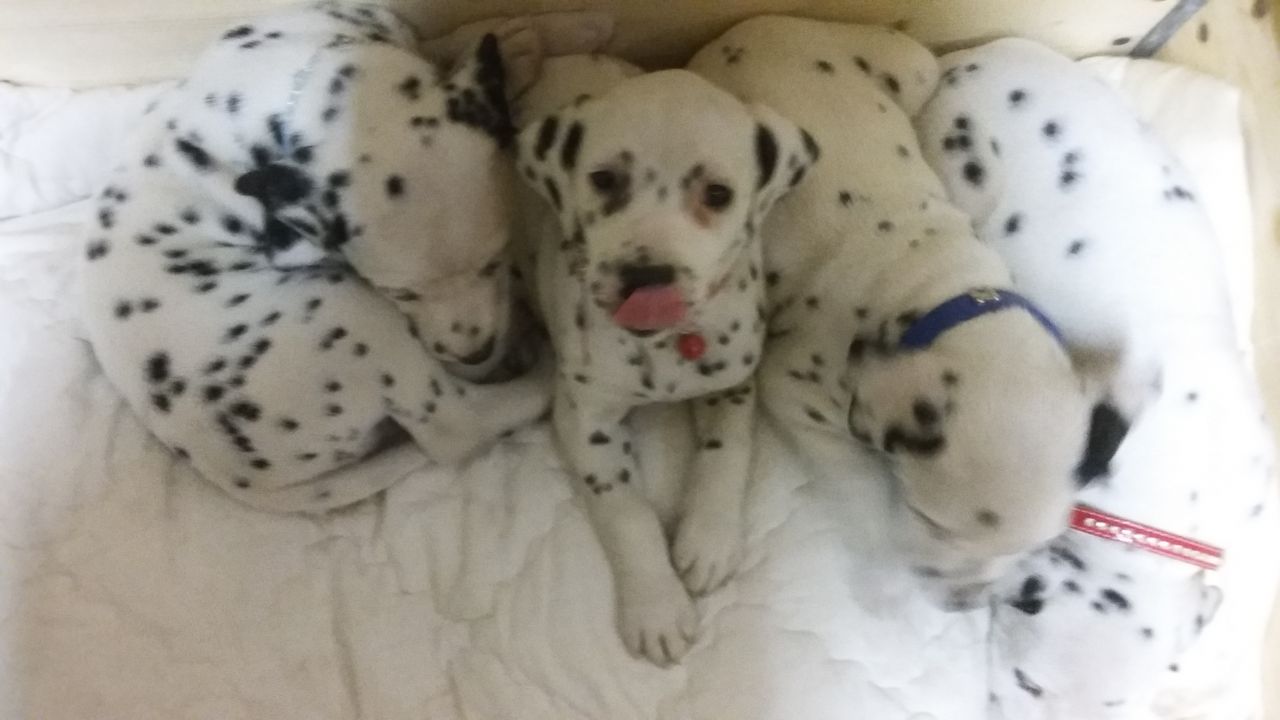 Kc Registered Dalmatian Puppies For Sale
