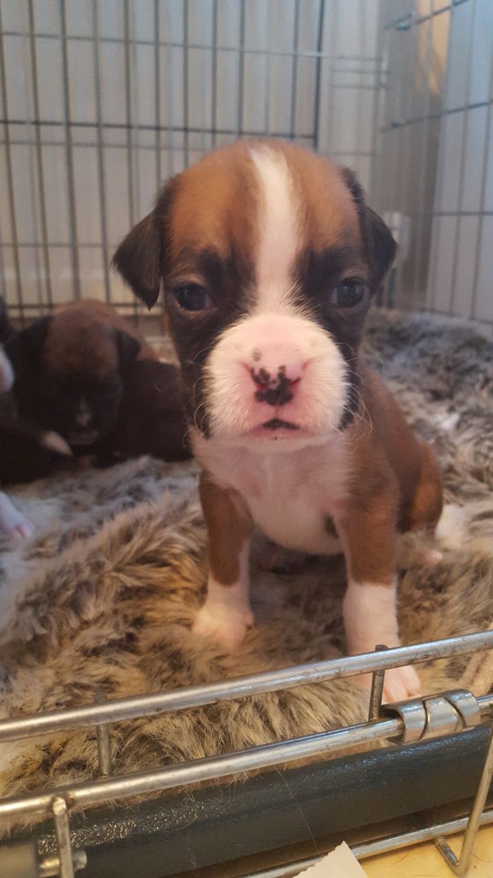 Boxer Puppies Kc Registered - 3 Gorgeous