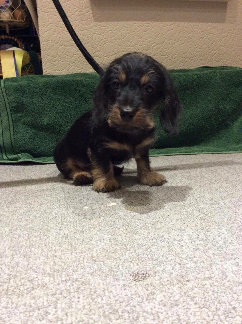 Stunning Dachshunds Puppies for sale