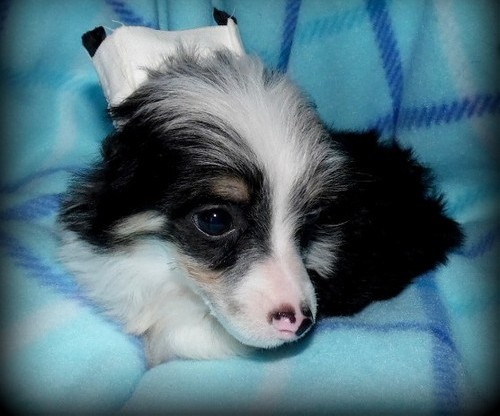 Male and female Chinese Crested Puppies for sale contact now to get them 