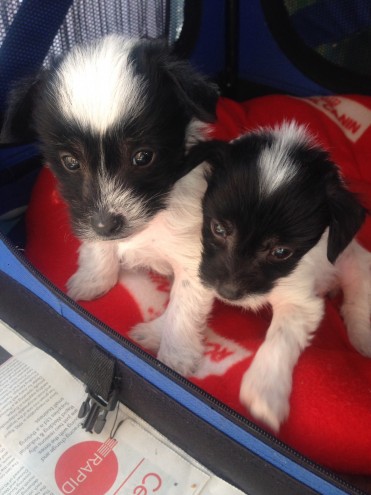 Chinese Crested Puppies for Sale