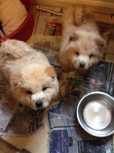 Two Chow Pups For Sale