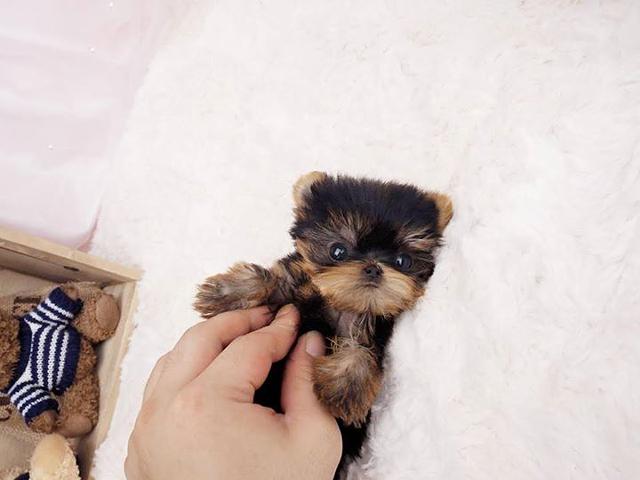   cute face yorkies puppies - (small FACE )
