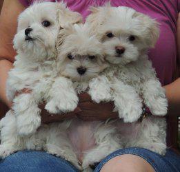 Healthy Home Trained Maltese Puppies